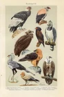 1920s CONDOR KING VULTURE BLACK VULTURE GRIFFON HARPY EAGLE BIRDS OF PREY Print