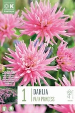 Bulbo di Dahlia Park Princess confezione da 1 pz Kapiteyn