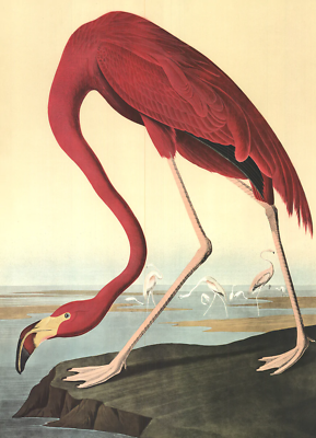 JOHN JAMES AUDUBON American Flamingo 33.5
