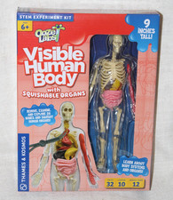 Ooze Labs Visible Human Body with Squishable Organs by Thames  Kosmos
