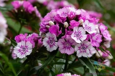 200+ Sweet William Carnation Seeds for Garden Planting - USA - FREE SHIPPING!