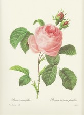 Rosa centifolia  Zentifolie Kohlrose  FAKSIMILE Farbdruck  Pierre Joseph Redoute