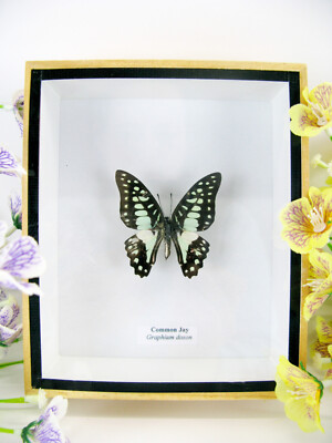 Common Jay - Real Butterfly, Prepared in a 3D Showcase - Museum Quality