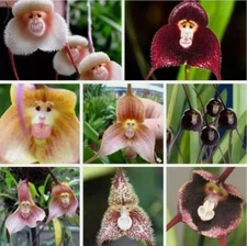  50pcs Monkey Face Orchid Flower Seeds mix Plant Bonsai Home Garden.(#2144)