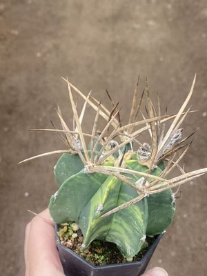 Astrophytum Capricorne Buffalo Suigyu variegated succulent seedgrowth WYSIWYG 10