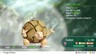 Golem Shiny 6IVS Max AV Pokemon Lets'Go Pikachu/Eevee