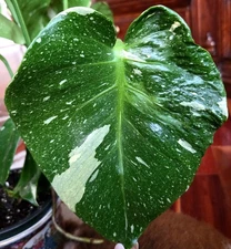 Rare XL Monstera Thai Mutant Tricolor Contorta 21" Tall Aroid Not Philodendron 