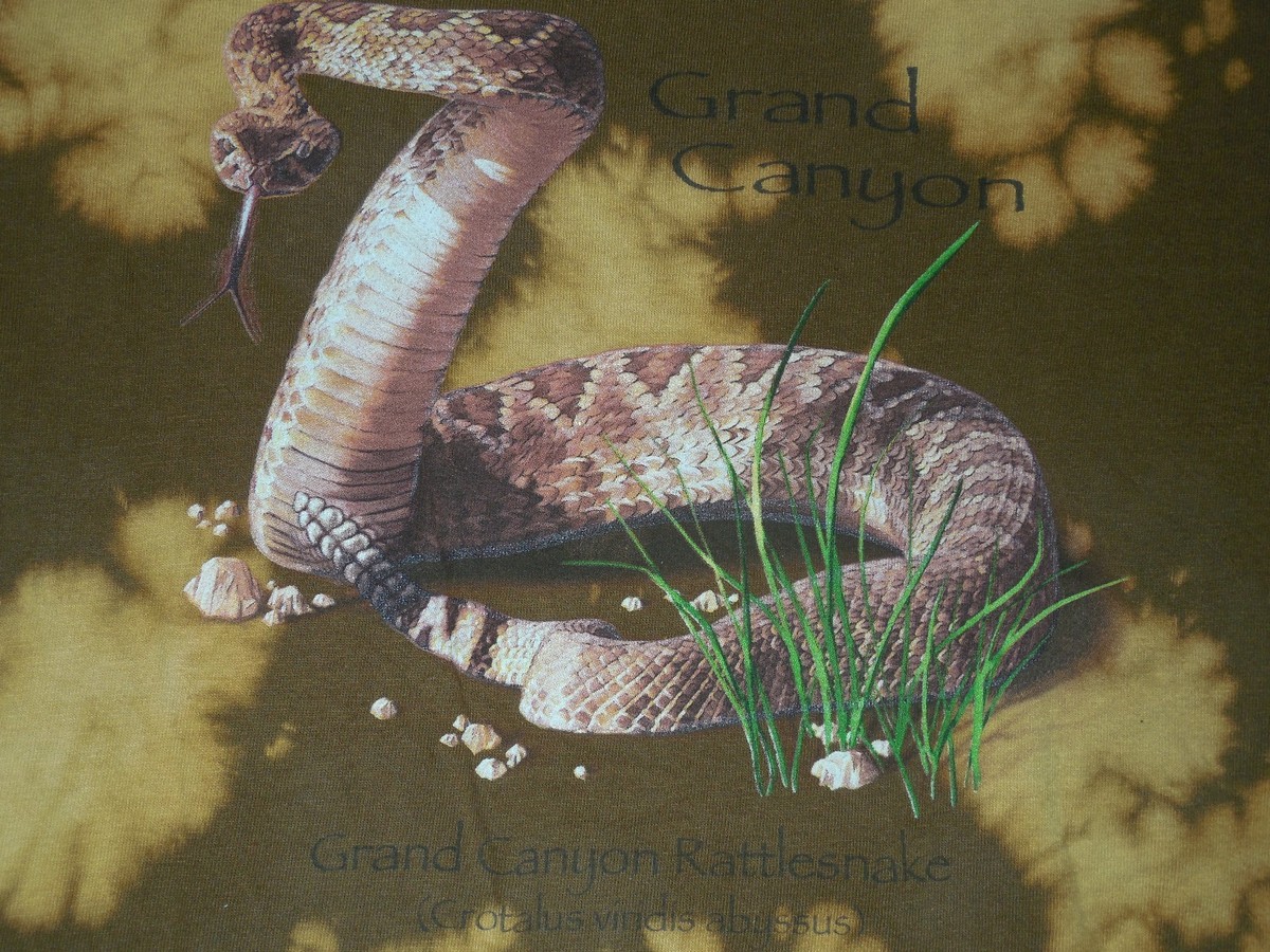 T-shirt Enfant Grand Canyon Rattlesnake - Taille L - Marron - Coton - Occasion TB
