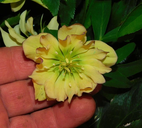 Hellebore Plant 'First Dance'