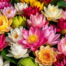 200pcs Lotus Seeds for Planting - 10 Unique Varieties, Mixed Colors Loto de... 