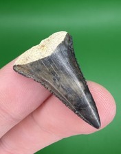 High Quality 1.12” Lower Great White Shark Tooth Fossil from SC