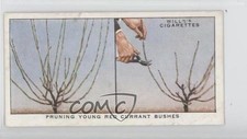 1938 Wills Garden Hints Tobacco Pruning Young Red Currant Bushes #35 1i3