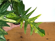 Philodendron Florida Beauty x Mayoi Variegated - Exact Plant #24B