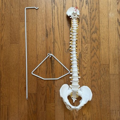 Life-Size Human Spine W/ Complete Vertebrae, Nerves & Male Pelvis Anatomy Model