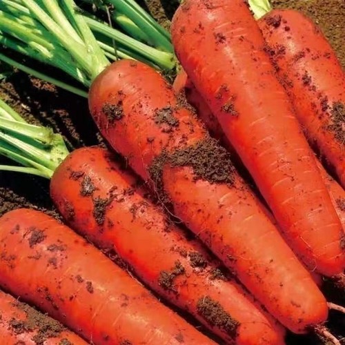 Carrot seeds eaten raw, sweet and crispy, high nutrient vegetable seeds - Picture 3 of 11