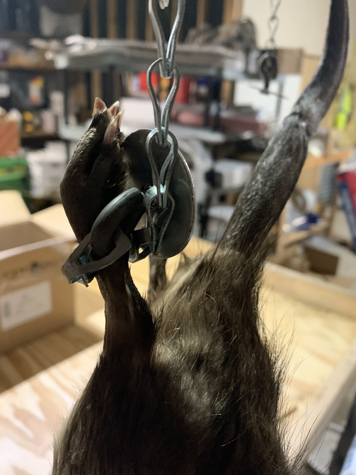 Wiebe Chain Skinning Gambrel (Fur Handling Fleshing Fur Processing) eBay