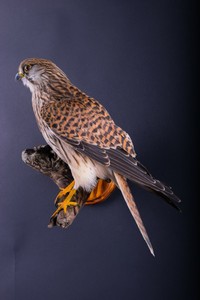Details About Taxidermy Lesser Kestrel Falcon Stuffed Fur Hunting Bird Of Prey Home Decor