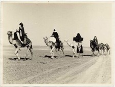 Superb Africa Sahara Desert Bedouin Camels Vintage Gelatin Silver Photo 1960c