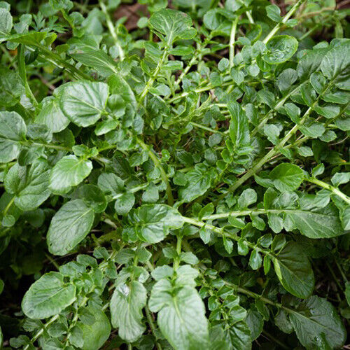 Cress Seeds - Creasy Greens