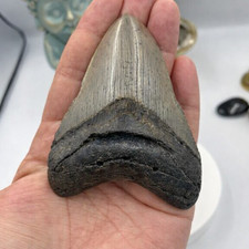 Dent de Mégalodon authentique (Caroline du sud , marin, fossile, néogène)