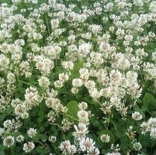White Clover Seeds 500 grams Fresh Seeds. Trifolium repens seeds Rivendel 29.90 per kilo