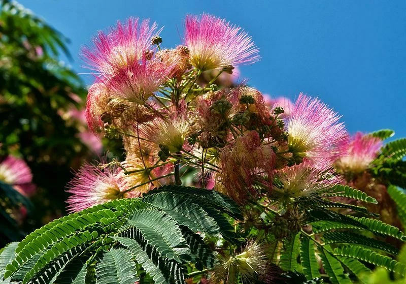 Tree de La Silk Albizia Julibrissin Acacia Constantinople Seeds - Seeds - Photo 1/1