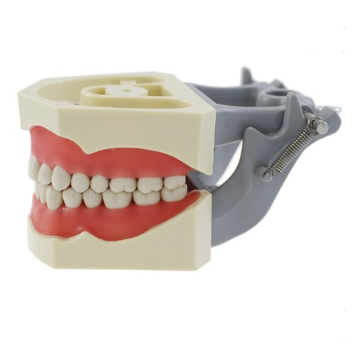 Columbia 860 Type Dental Typodont Model 32PCS Teeth Replacement Exam Pratice - Picture 12 of 22