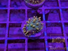 TC Orange Tip Disarias WYSIWYG PE2 ~Live Coral Frag ~TankCandy~