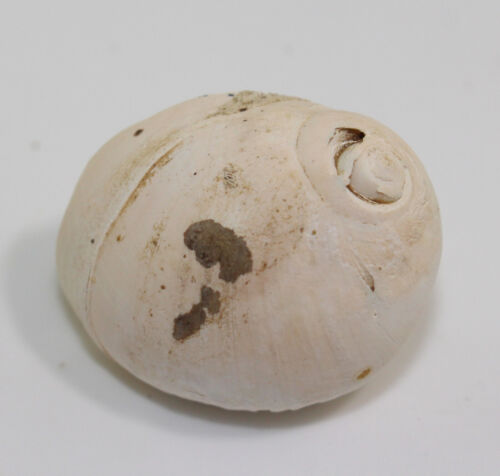 Snail, Polinices lewisii, Quarter, Pleistocene, San Pedro, California, USA-b7 - Picture 1 of 6
