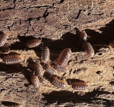10 Count Clown Isopods Armadillidium klugii 2-day UPS