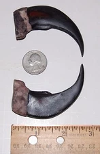 2 Imitation Bear Claws Resin Looks Real 3 1/2 inches Long Claw Coyote Fox Beaver