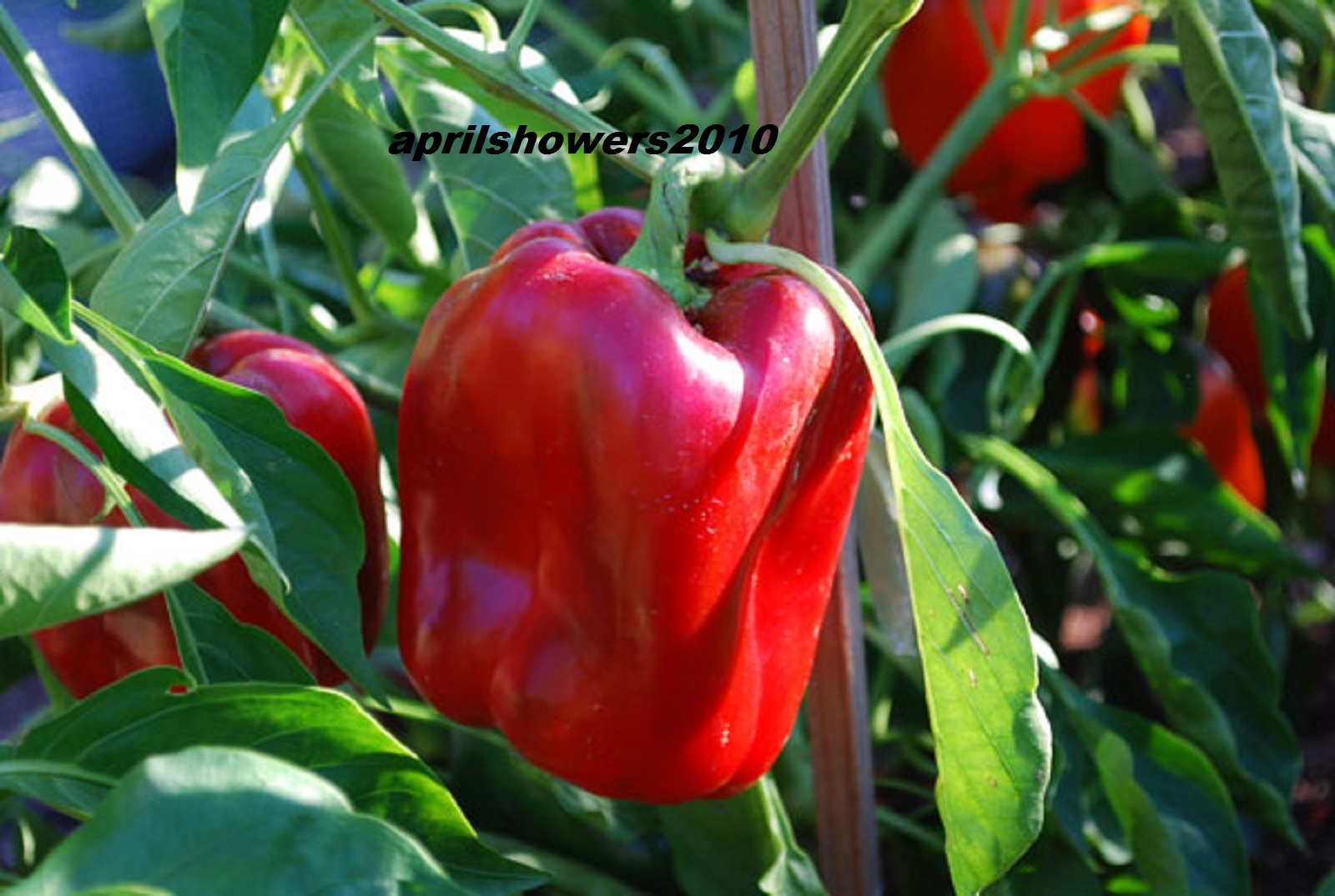 PEPPER SWEET YOLO WONDER EXCELLENT CONTAINER VARIETY 35+ SEEDS COMBINED