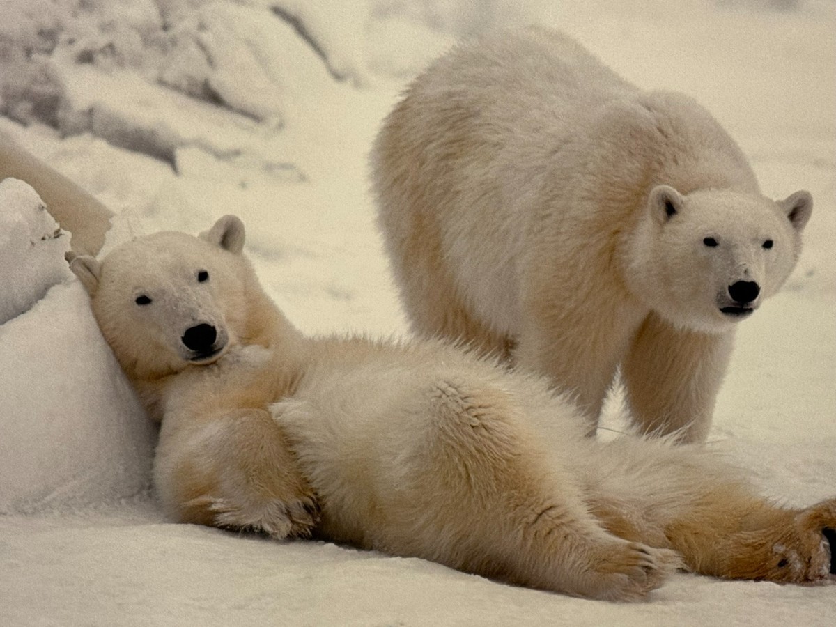 THE GROOVERS『ROUGH TRIANGLE』直筆サイン入り グルーヴァーズ 3枚セット THE GROOVERS『ROUGH TRIANGLE』直筆サイン