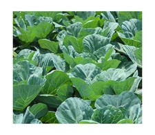 Collard Green Seeds for Planting - Plant & Grow Georgia Southern Collards - F...