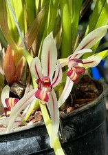 Cymbidium dayanum. 5" Pot