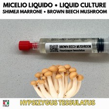 Champignon de hêtre culture liquide Shimeji mycélium vivant 10 ml