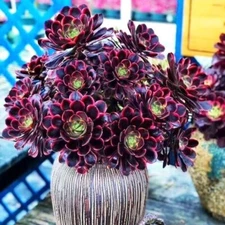 Aeonium O'Carrie Live Plant - Easy to Grow Plant - 6in bare roots