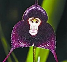 10 pcs Monkey Face Orchid Seeds fresh monkey face seeds Uk Seller 