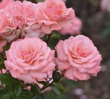 WONDERFUL WENDYU - Stunning Pink Floribunda Rose - Bareroot