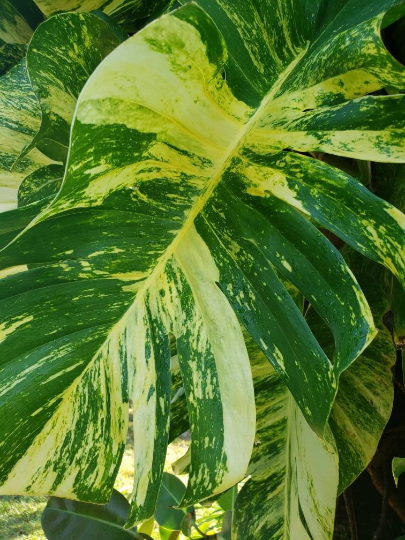 Golden Queen Hawaiian Pothos Vine Cutting - Rare GIANT Variegated  Fenestrated | eBay