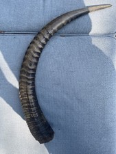 Horn Oryx Horn Shofar 75cm Super Zustand Sammler Mittelalter deko