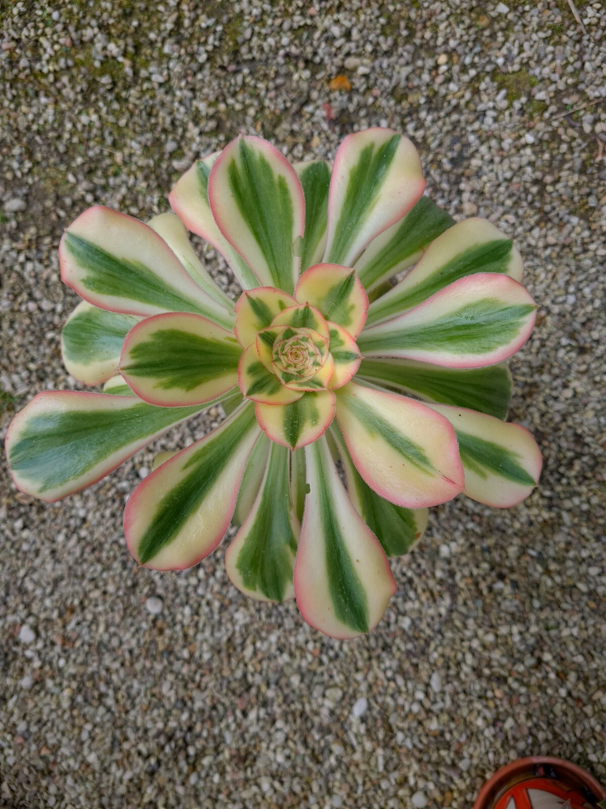Aeonium Zeus variegata spécimen de collection rare pour collectionneur