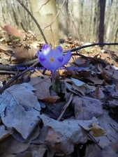 First spring flower in forest UKRAINE photo virtual postcard #464676 by U4ik