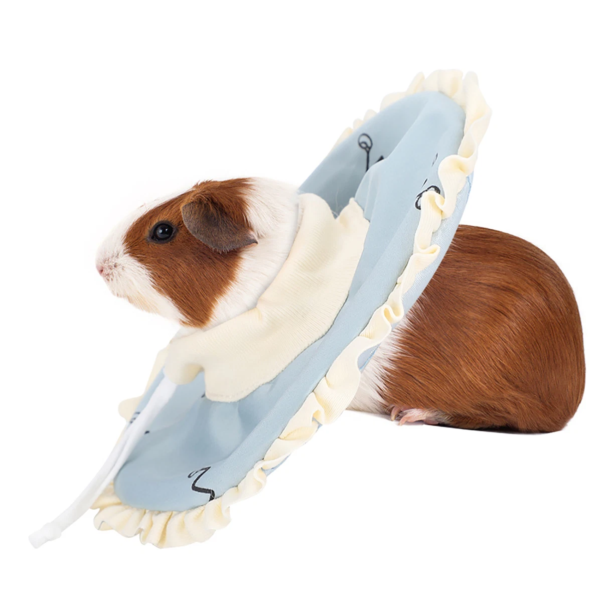 Guinea top pig collar