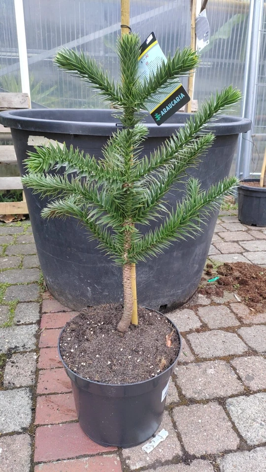 Araucaria araucana 70–90cm Chilenische Andentanne Schmucktanne Araukarie Baum - Bild 4 von 4