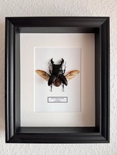 Echter großer exotischer Hirschkäfer Dorcus präpariert Wanddeko Geschenk Insekt