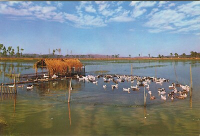 NAM SANG WAI, ENTE, FEUCHTGEBIET - HONGKONG, CHINA Postkarte