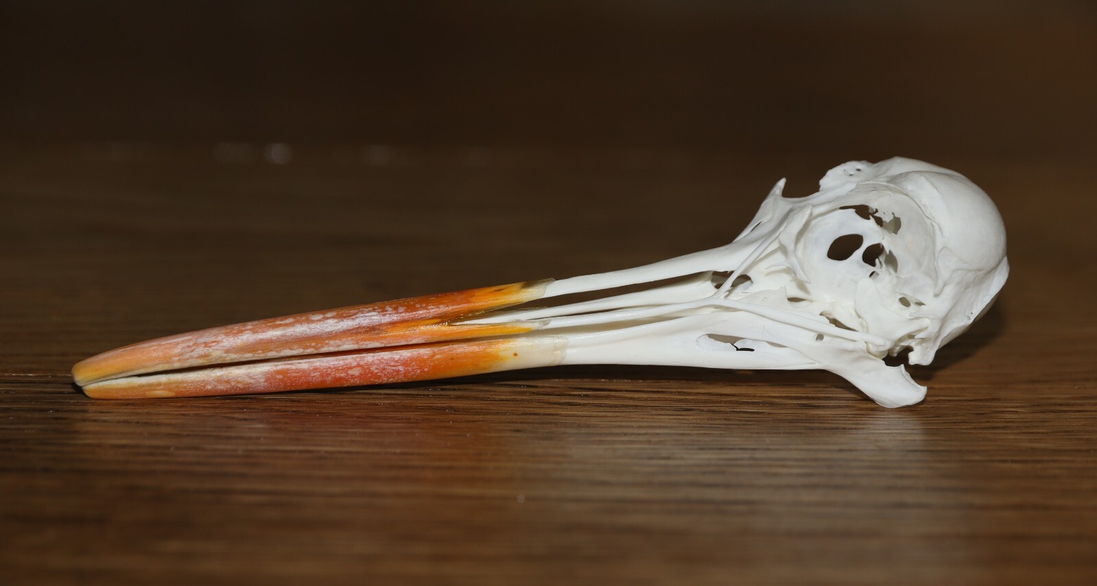 Oystercatcher Skull eBay