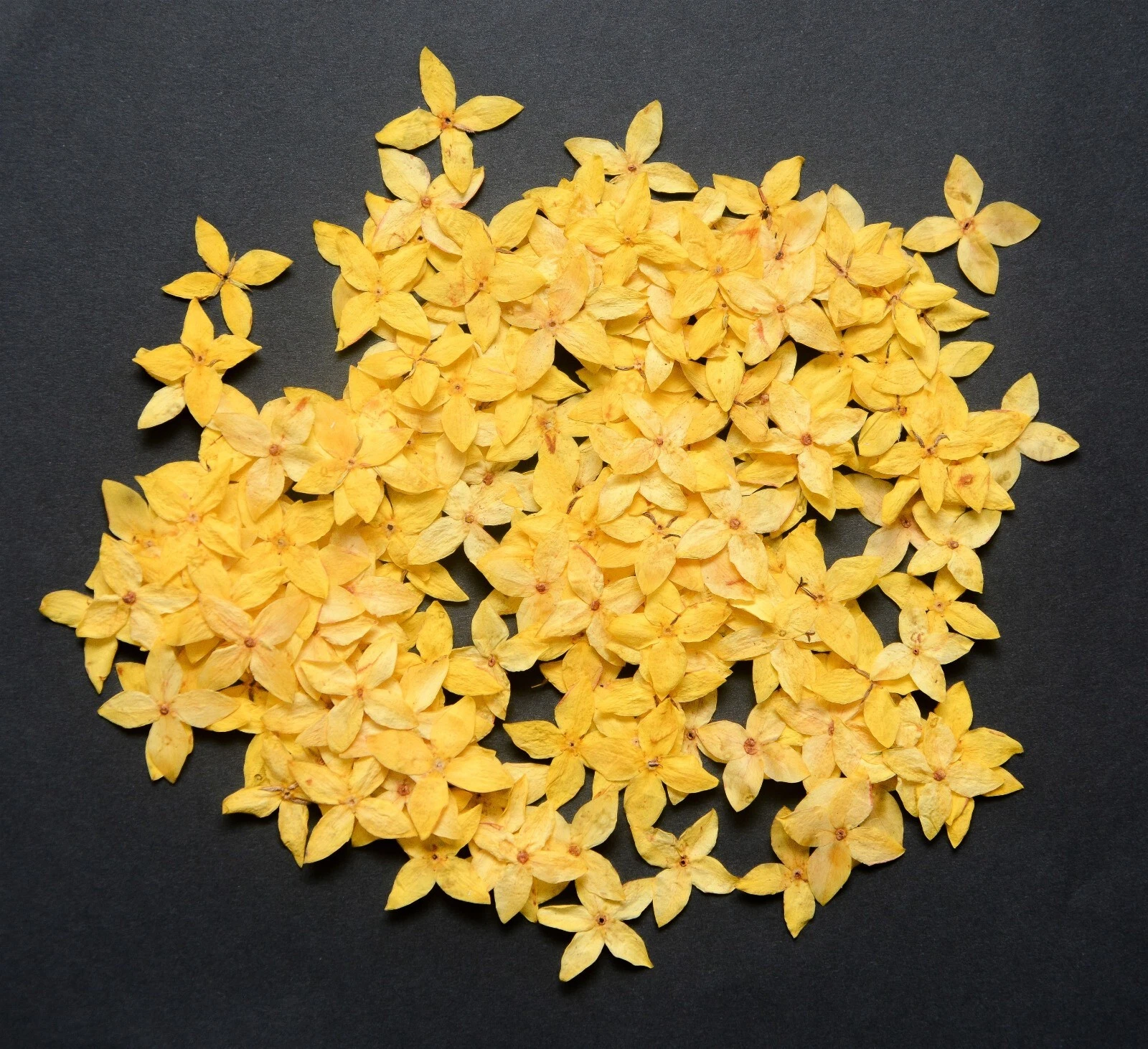 250x Yellow Pressed Flowers Small 1.8cm — Natural Dried Floral Resin Craft Decor