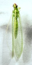 Lacewing Specimens - Chrysopidae Hemerobiidae Coniopterygidae -Neuroptera